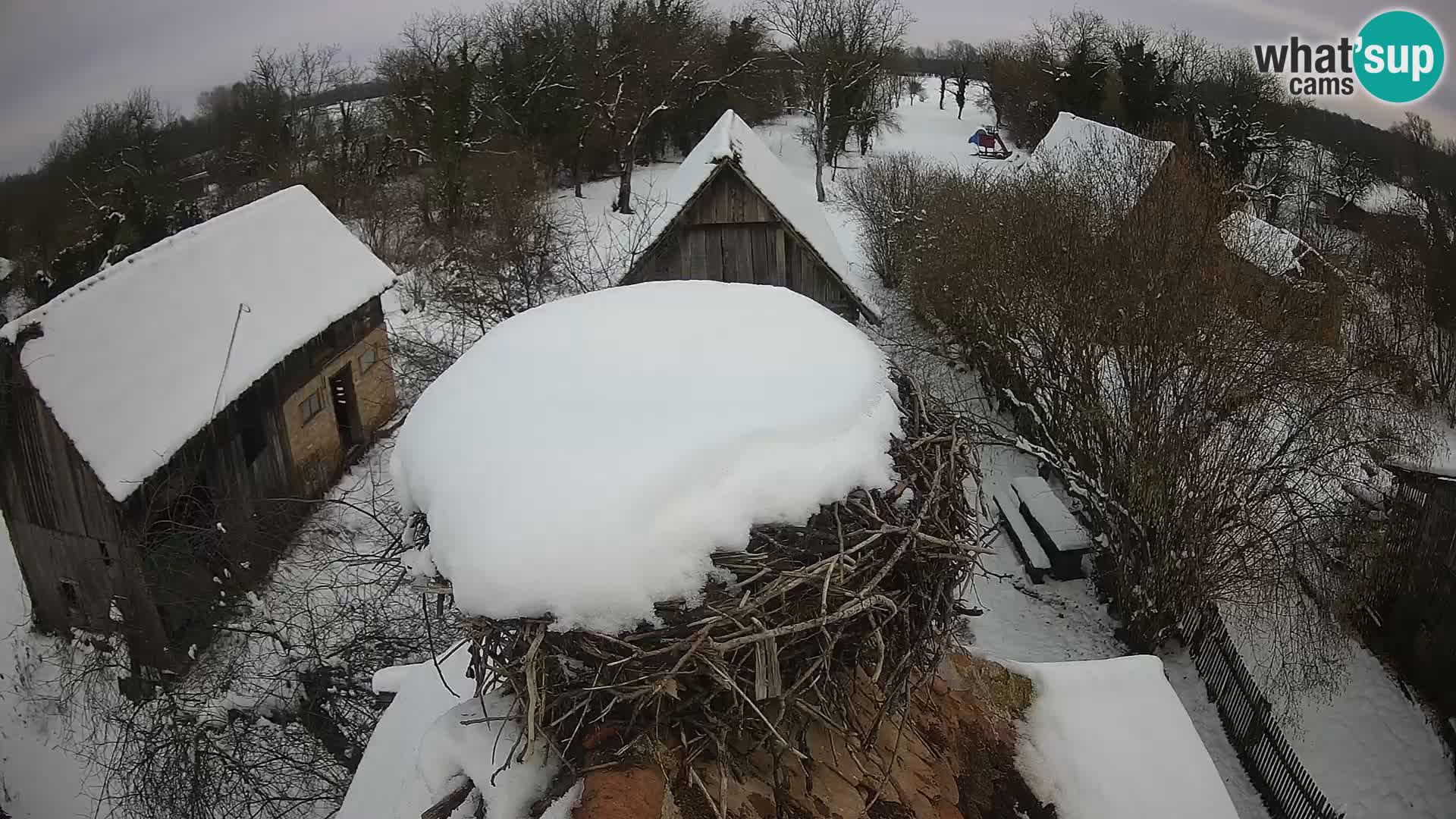 Webcam Europäisches Storchendorf – Naturpark Lonjsko polje