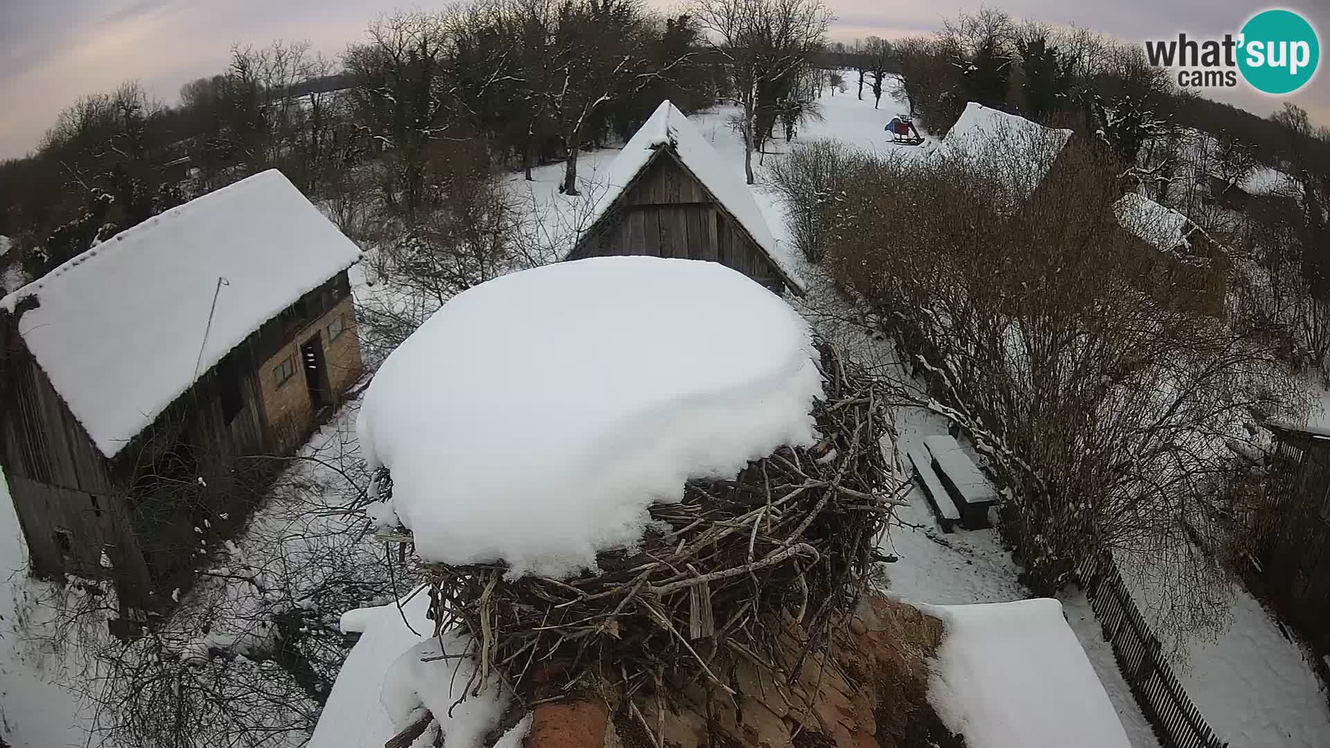 Village européen de cigognes webcam Parc naturel de Lonjsko polje