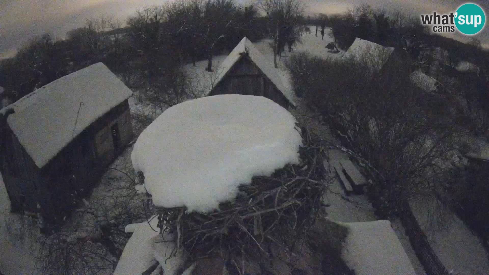 Villaggio delle cicogne europee webcam Parco naturale di Lonjsko polje