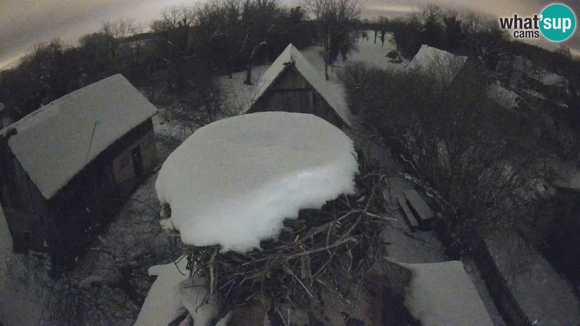 Villaggio delle cicogne europee webcam Parco naturale di Lonjsko polje