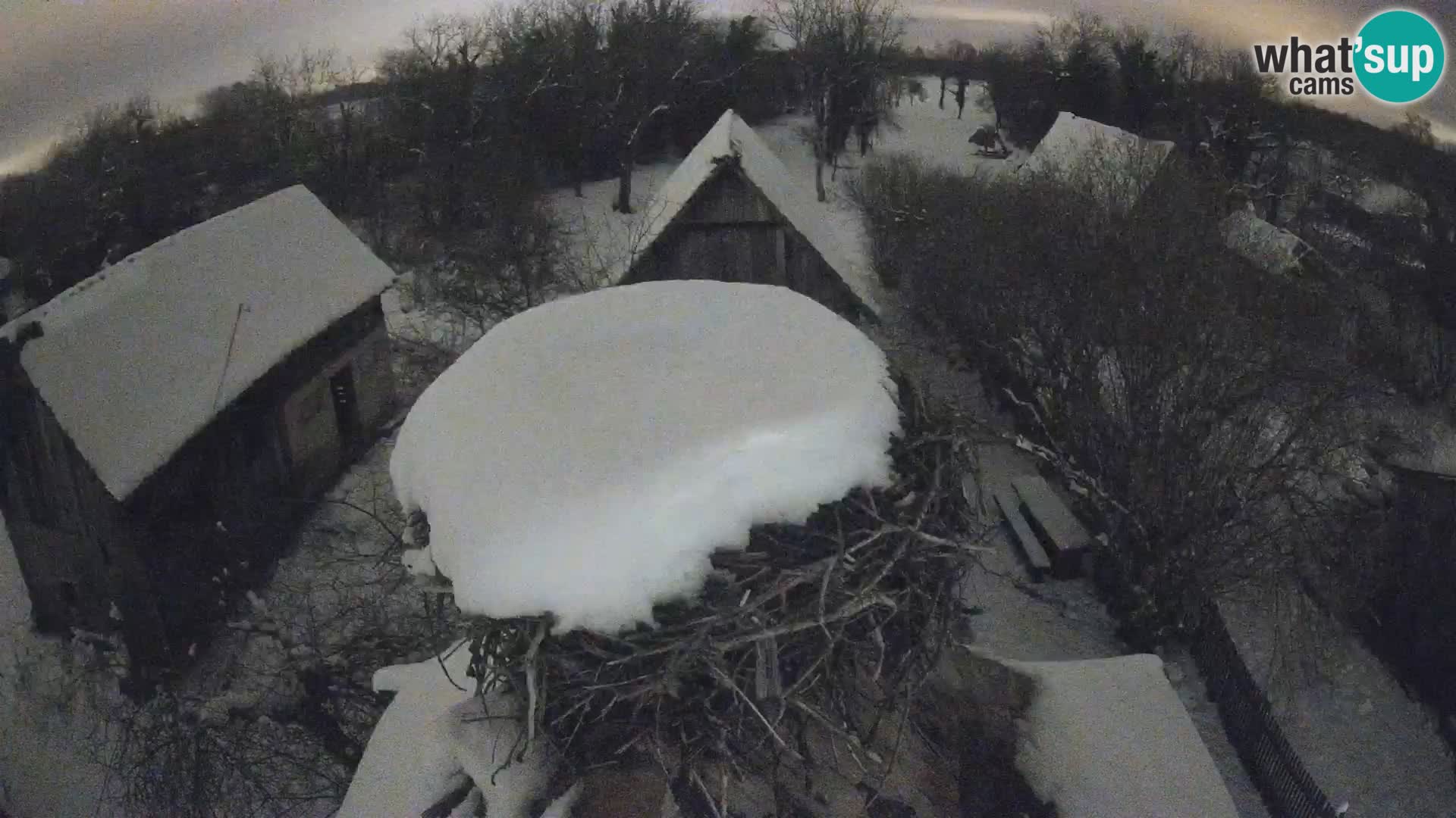 Pueblo europeo de cigüeñas camera en vivo Parque Natural Lonjsko polje