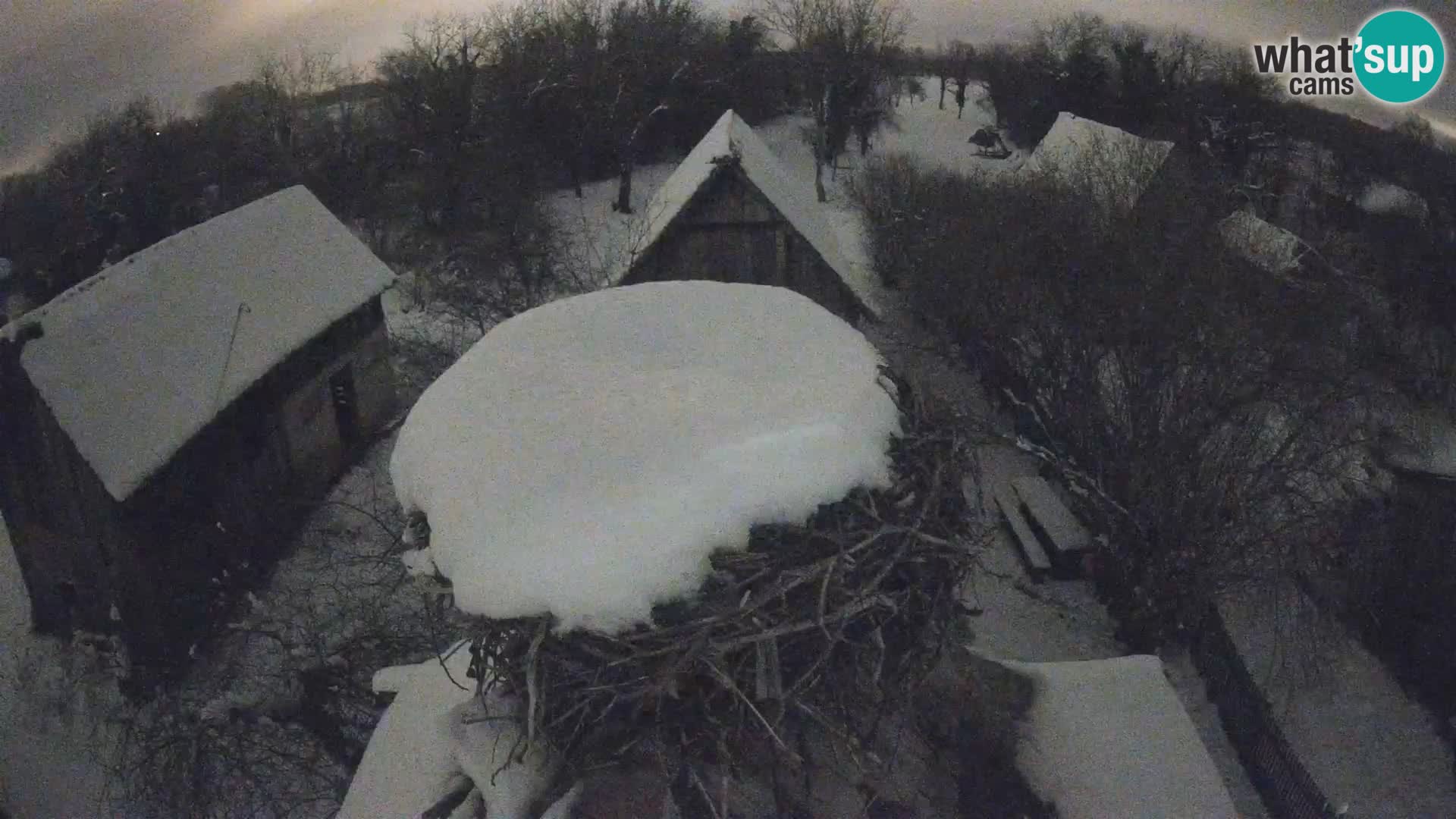 Villaggio delle cicogne europee webcam Parco naturale di Lonjsko polje