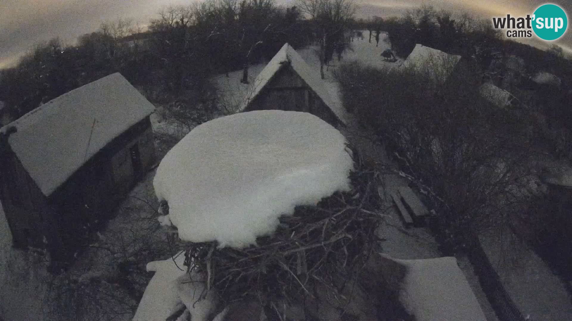 Pueblo europeo de cigüeñas camera en vivo Parque Natural Lonjsko polje