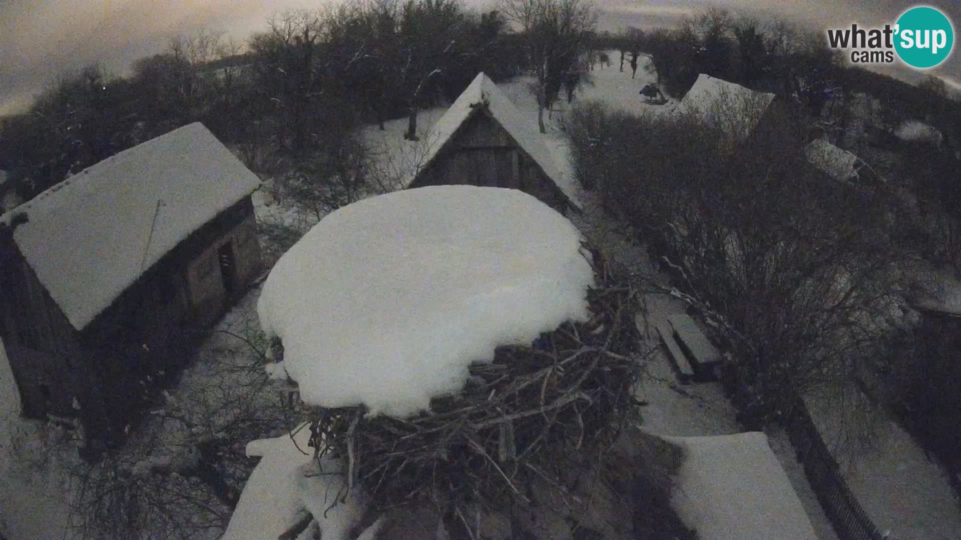 Village européen de cigognes webcam Parc naturel de Lonjsko polje