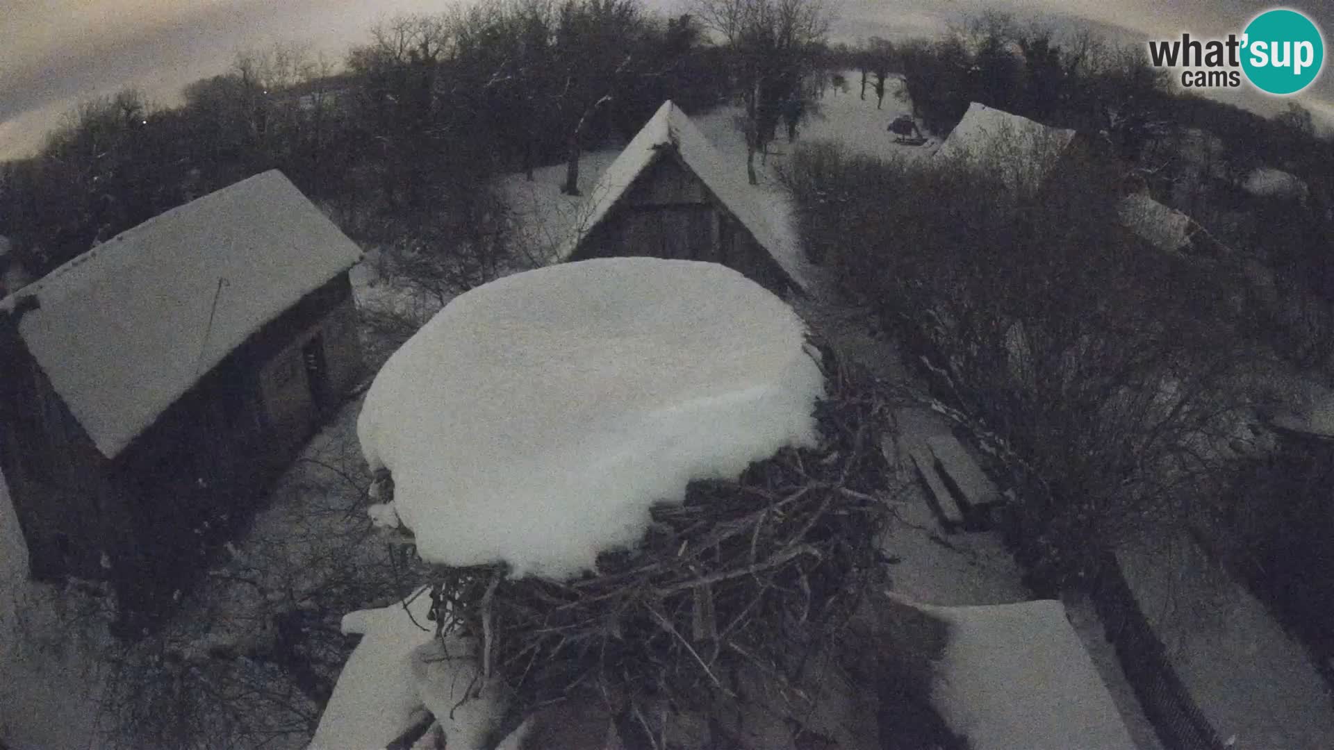 Pueblo europeo de cigüeñas camera en vivo Parque Natural Lonjsko polje