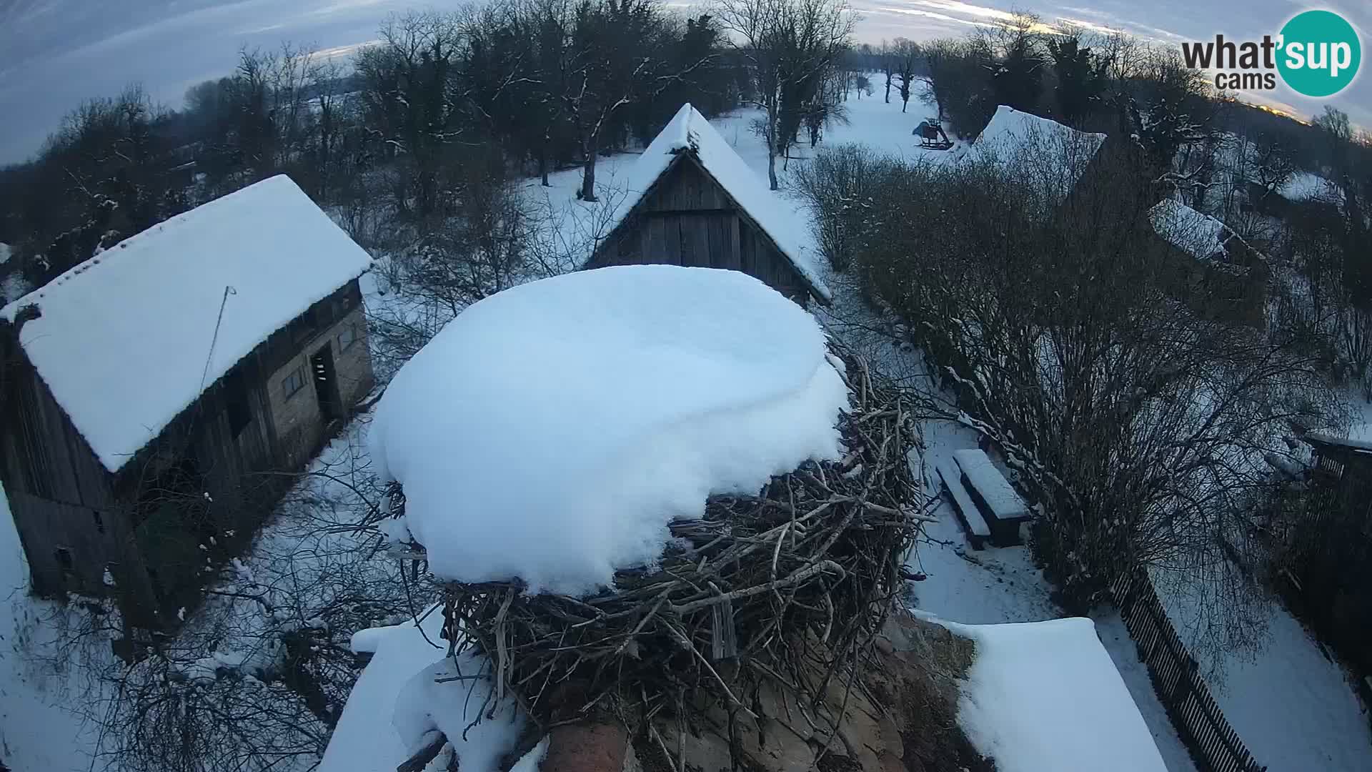 Webcam Europäisches Storchendorf – Naturpark Lonjsko polje