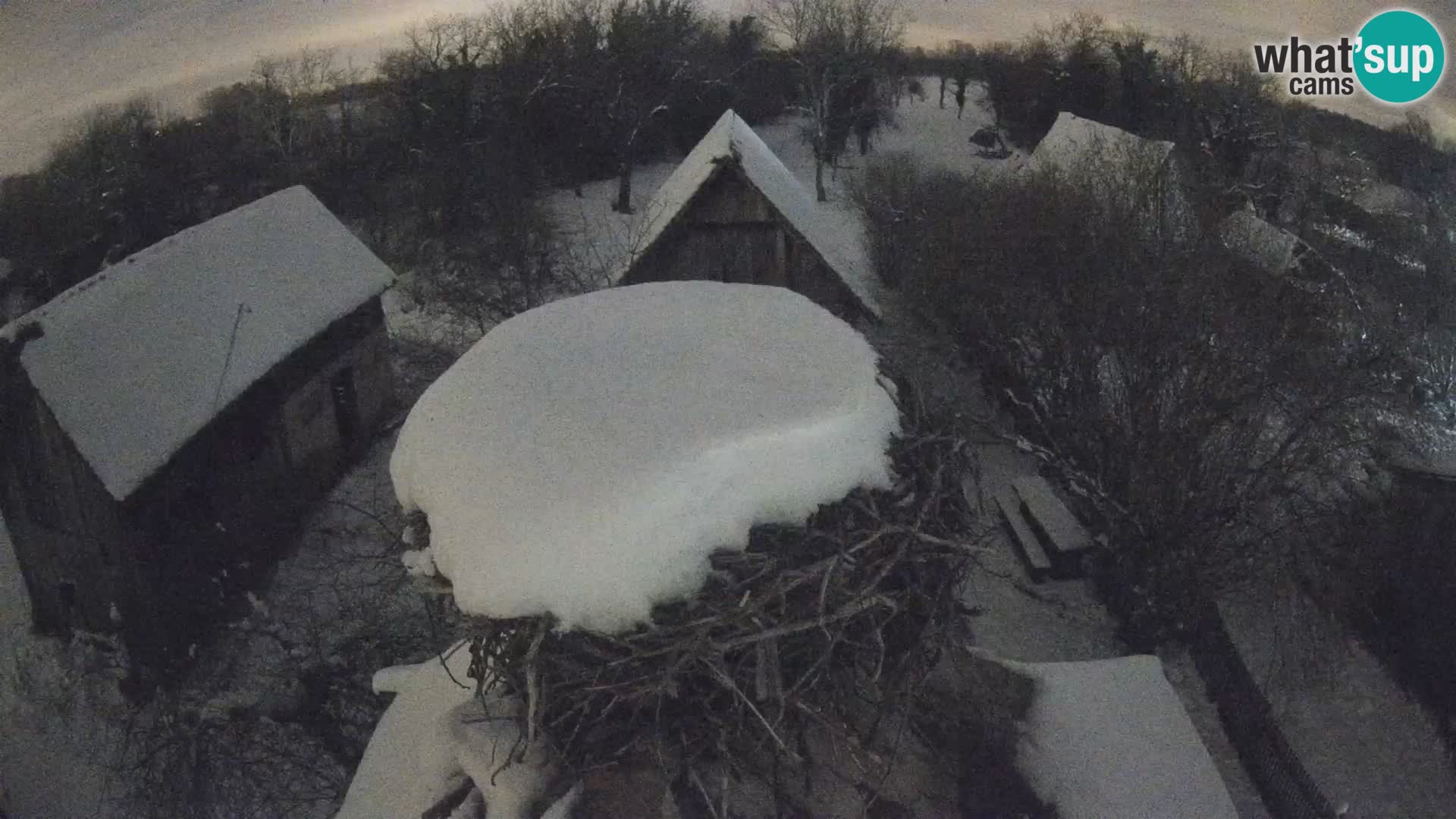 Village européen de cigognes webcam Parc naturel de Lonjsko polje