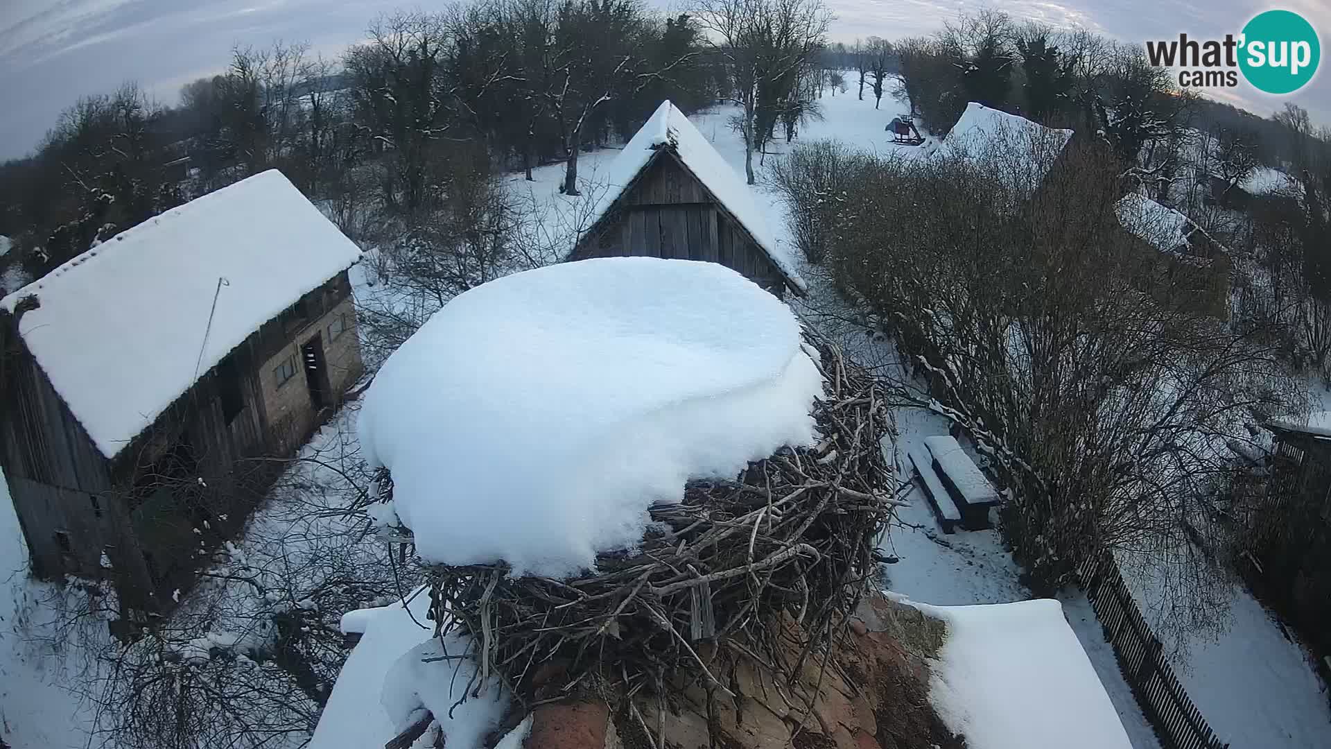 Village européen de cigognes webcam Parc naturel de Lonjsko polje