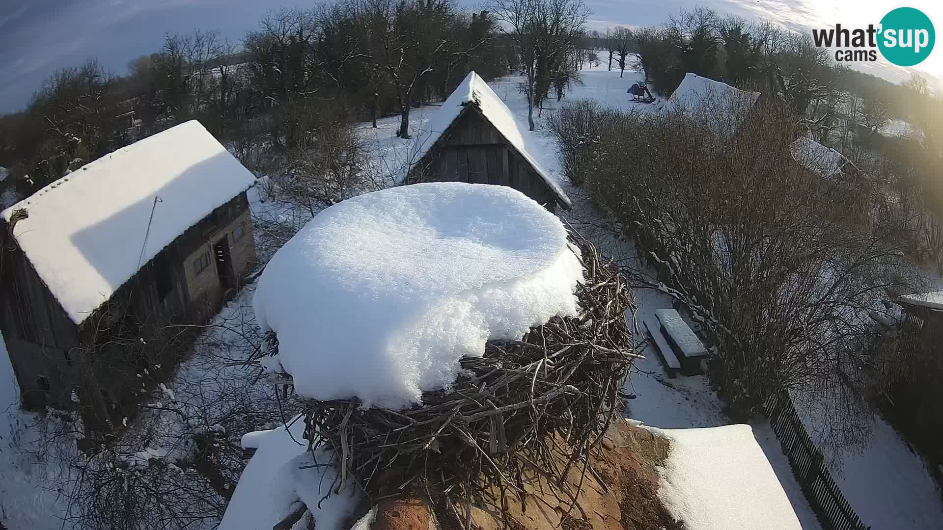 Village européen de cigognes webcam Parc naturel de Lonjsko polje