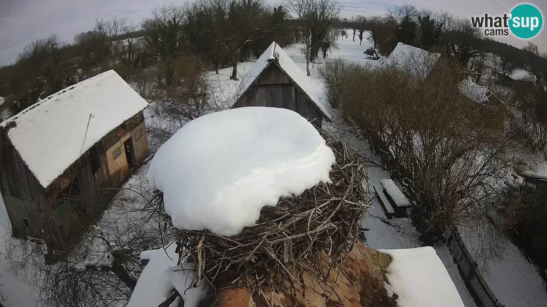 Village européen de cigognes webcam Parc naturel de Lonjsko polje