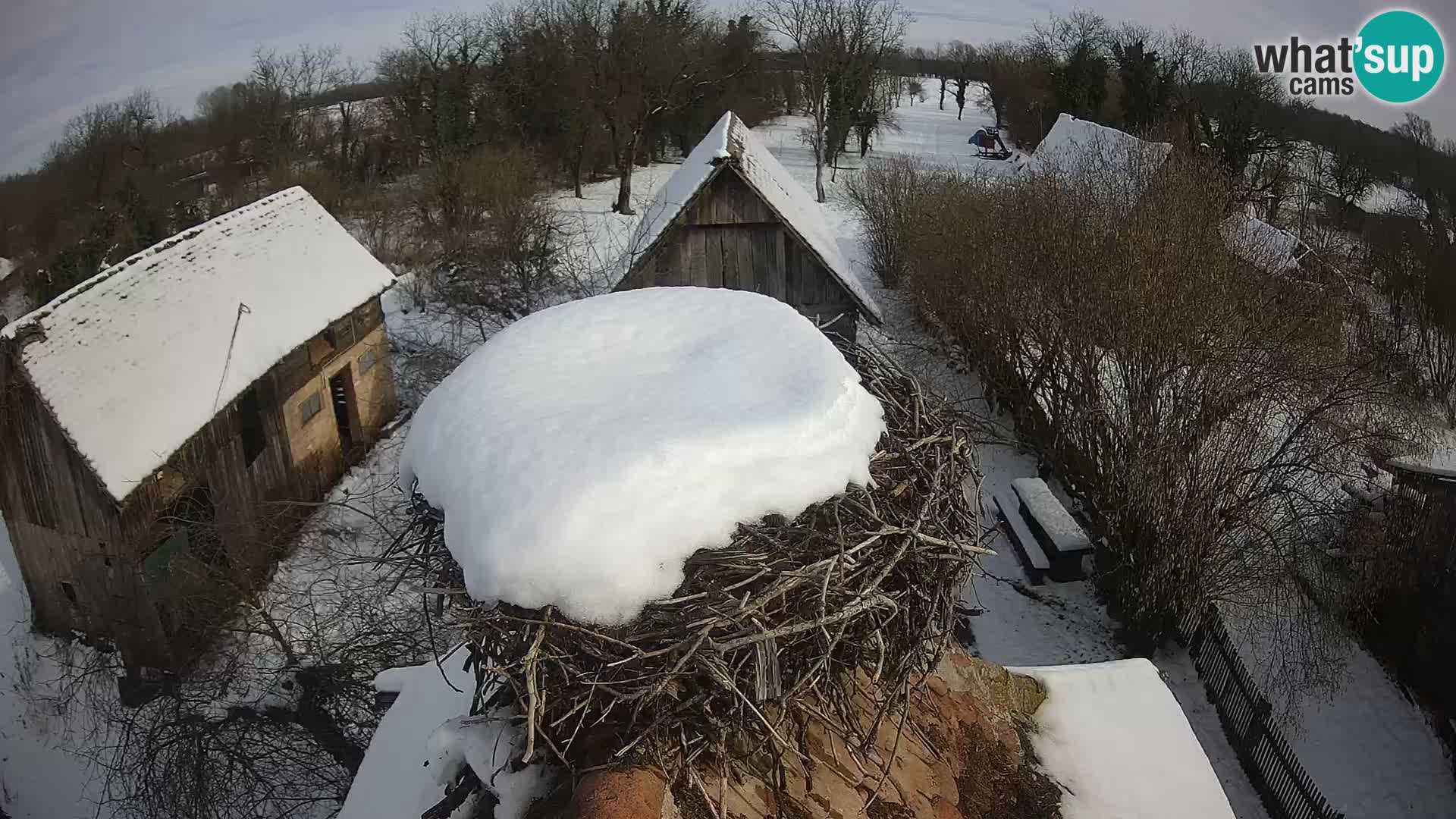 Webcam Europäisches Storchendorf – Naturpark Lonjsko polje