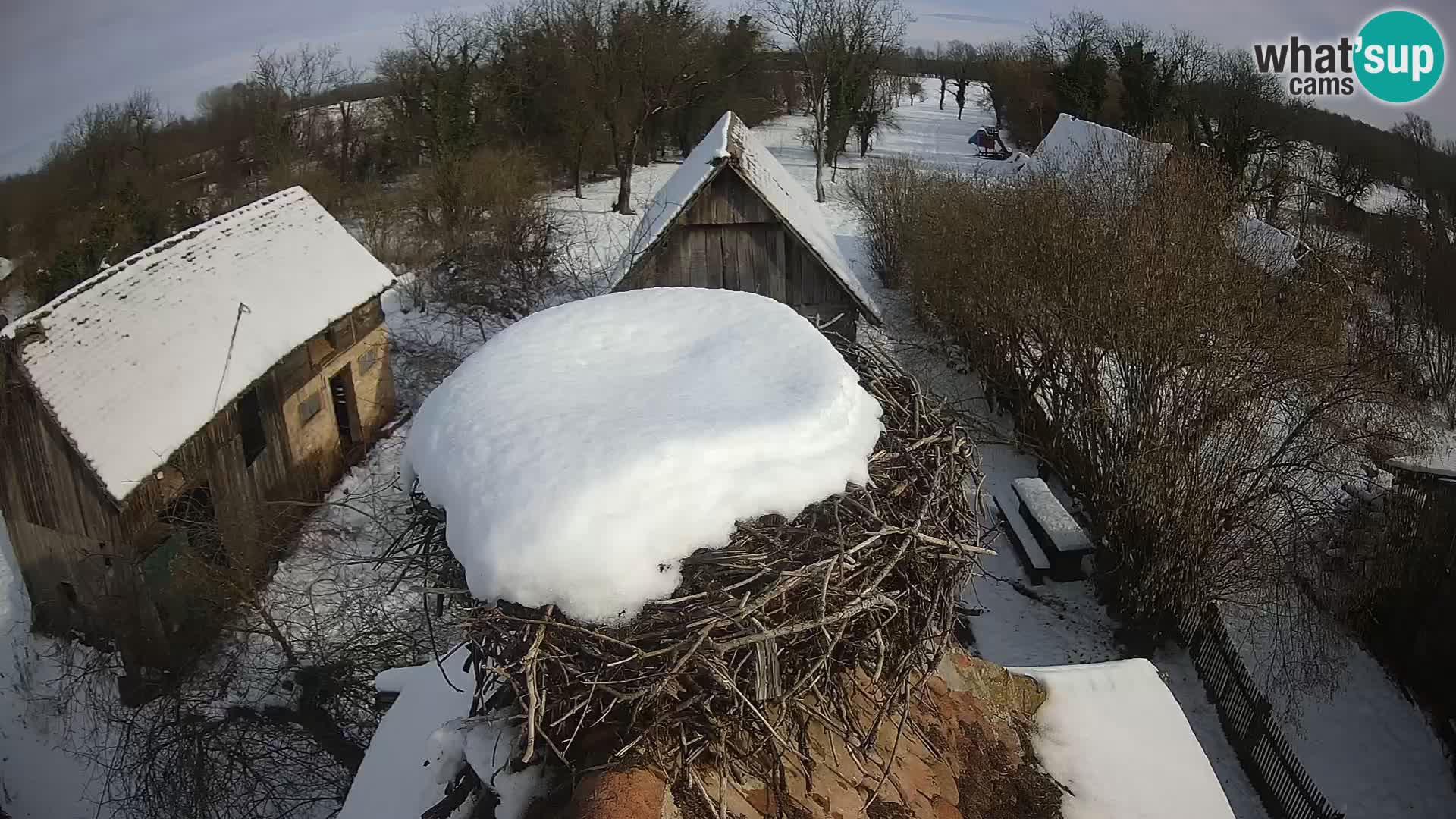 Pueblo europeo de cigüeñas camera en vivo Parque Natural Lonjsko polje