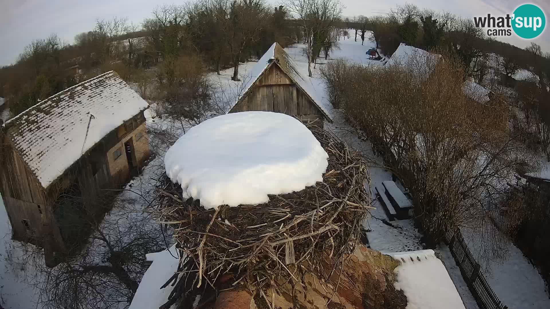 Evropska vas štorklje – Krajinski park Lonjsko polje spletna kamera