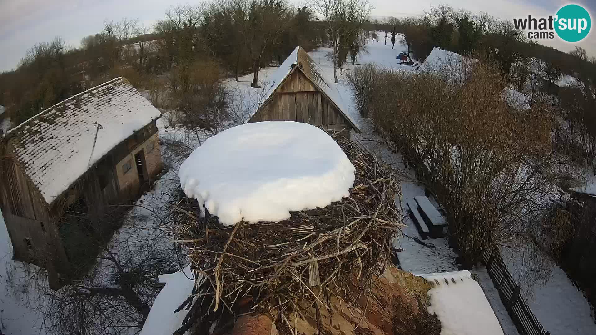 Webcam Europäisches Storchendorf – Naturpark Lonjsko polje