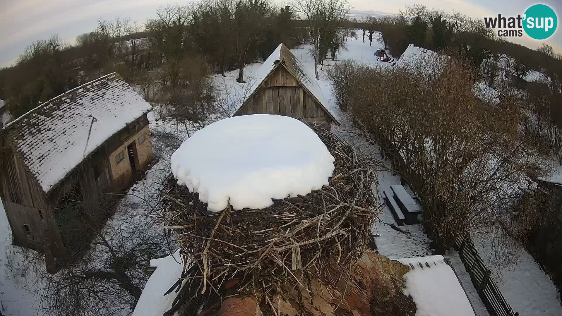 Village européen de cigognes webcam Parc naturel de Lonjsko polje