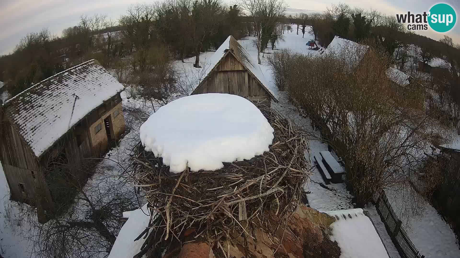 Village européen de cigognes webcam Parc naturel de Lonjsko polje