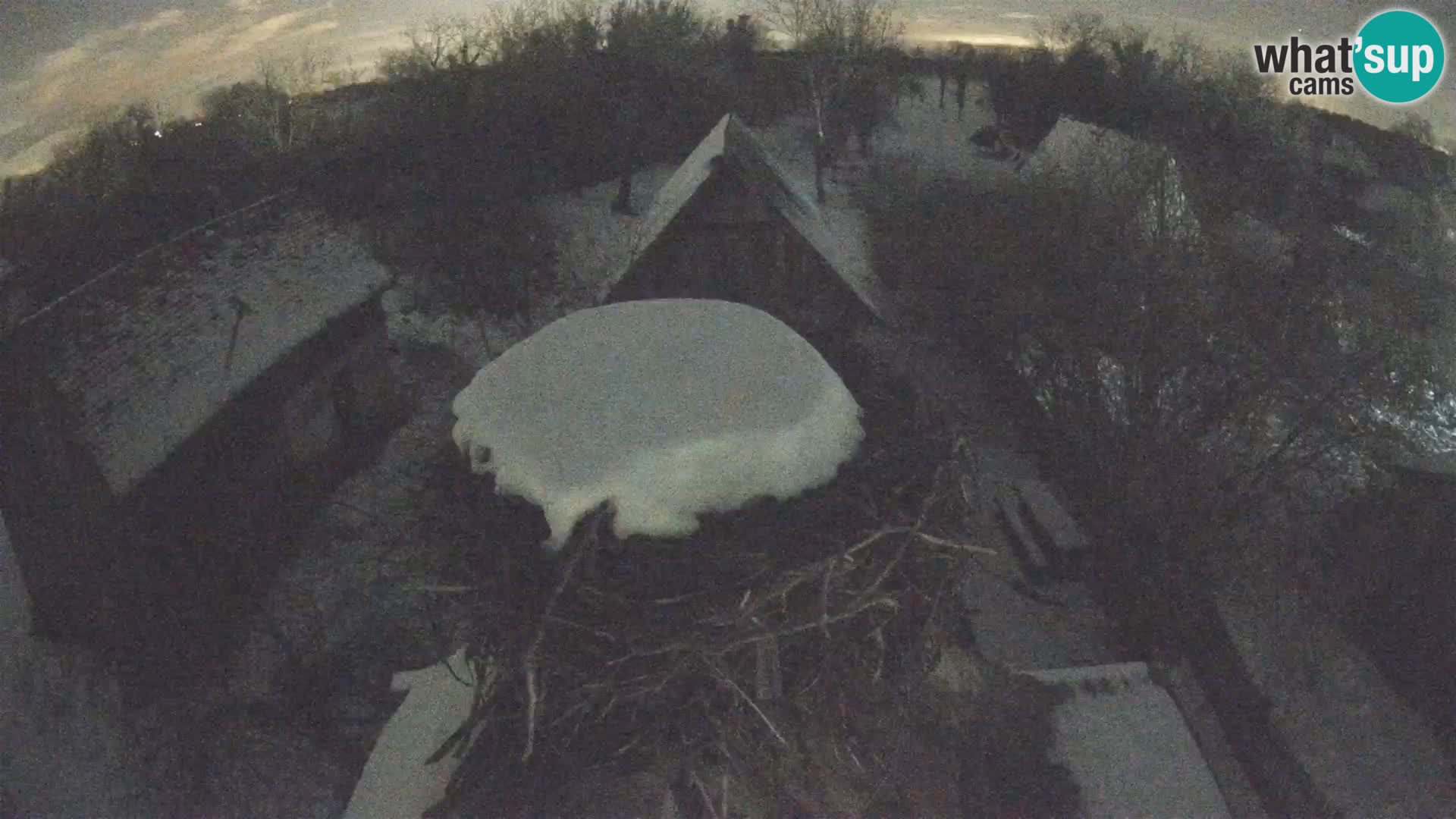 Villaggio delle cicogne europee webcam Parco naturale di Lonjsko polje