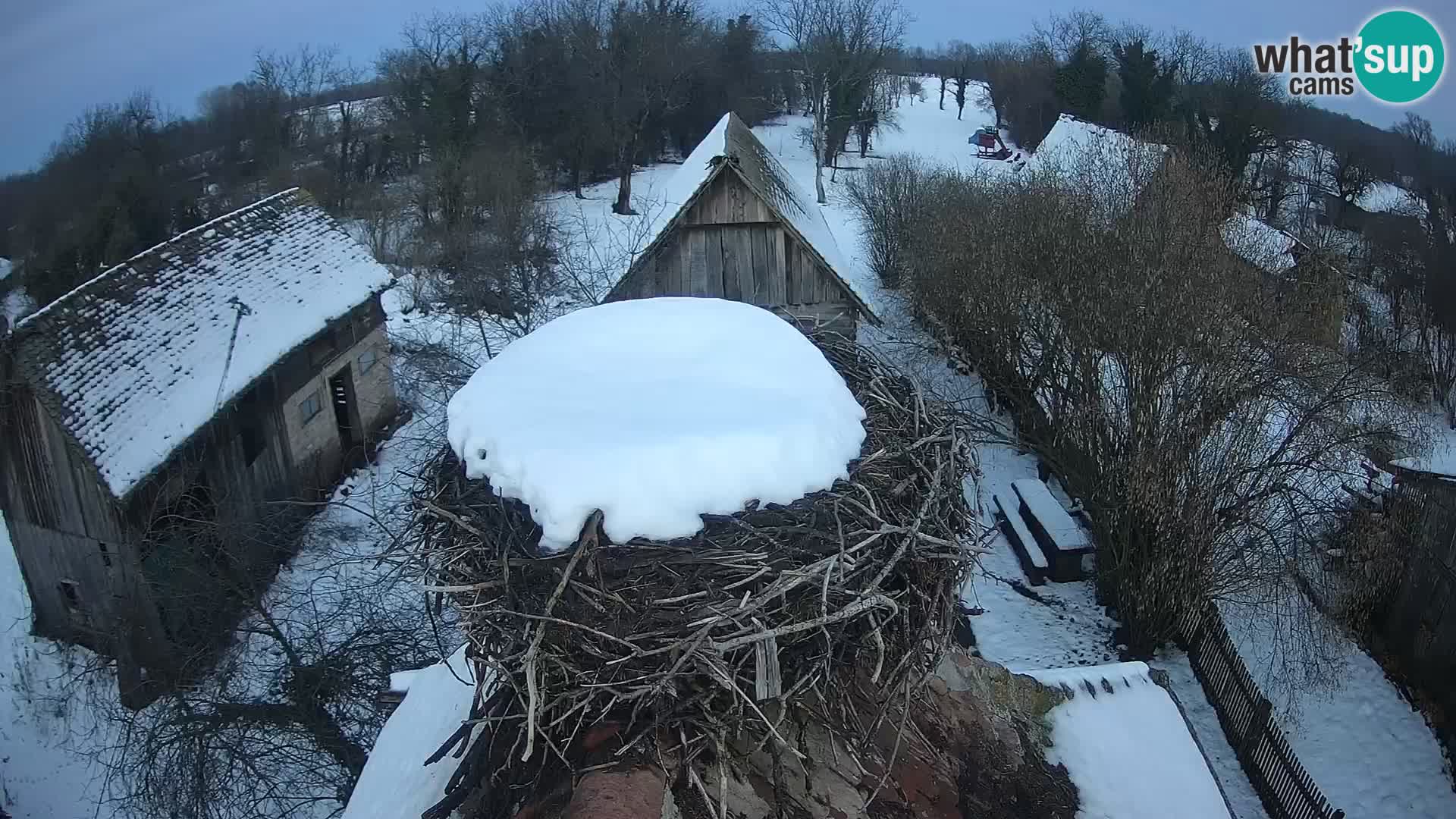 Villaggio delle cicogne europee webcam Parco naturale di Lonjsko polje