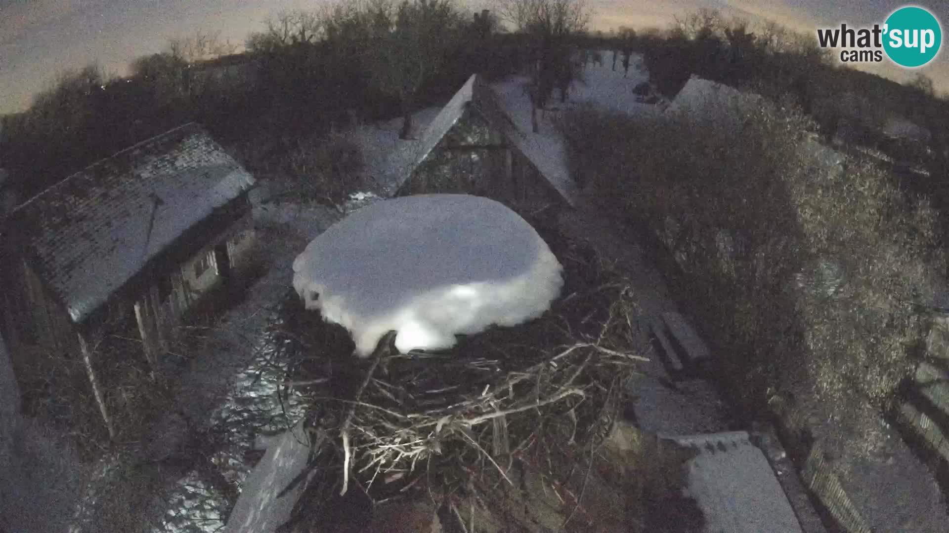 Village européen de cigognes webcam Parc naturel de Lonjsko polje