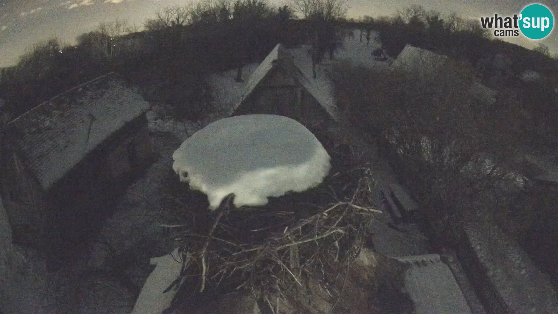 Pueblo europeo de cigüeñas camera en vivo Parque Natural Lonjsko polje