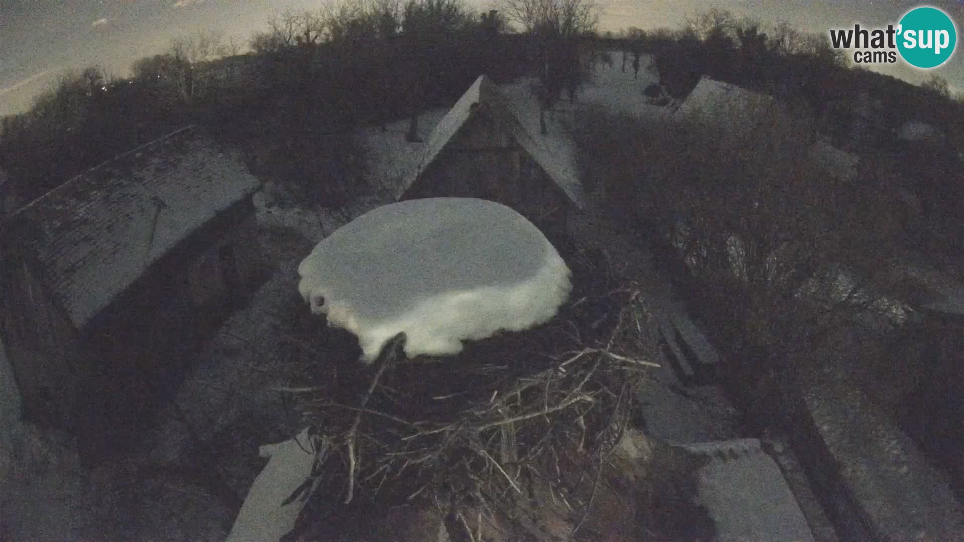 Pueblo europeo de cigüeñas camera en vivo Parque Natural Lonjsko polje