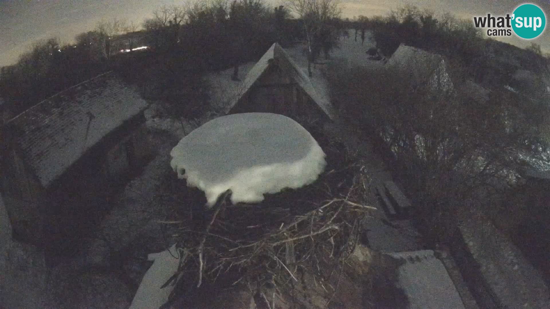 Villaggio delle cicogne europee webcam Parco naturale di Lonjsko polje