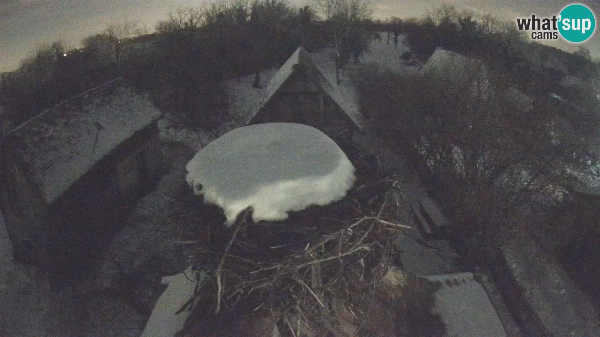 Webcam Europäisches Storchendorf – Naturpark Lonjsko polje