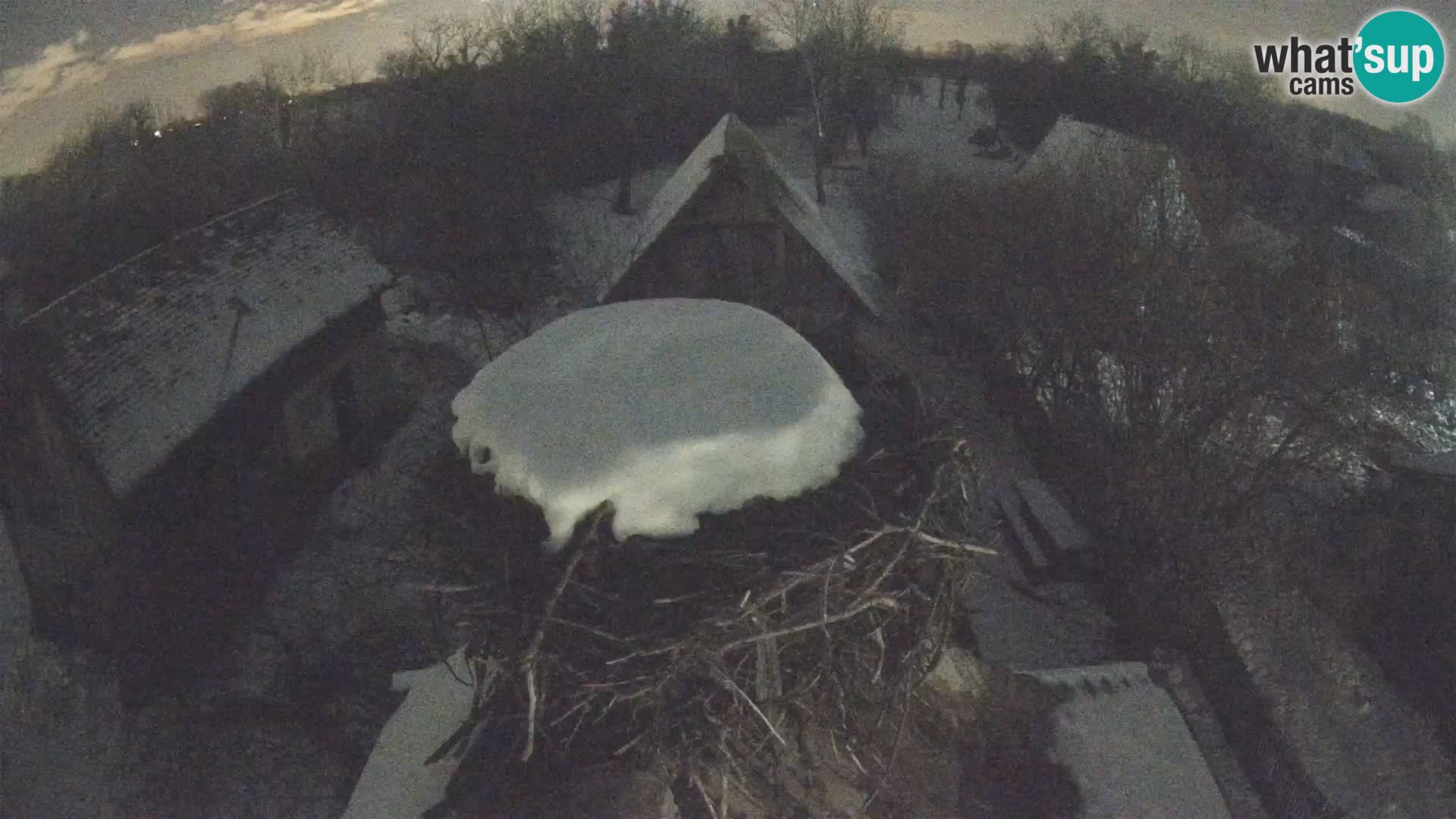 Village européen de cigognes webcam Parc naturel de Lonjsko polje