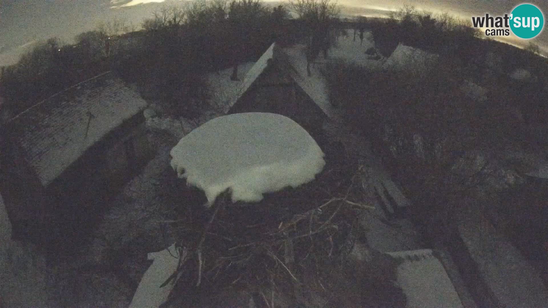 Villaggio delle cicogne europee webcam Parco naturale di Lonjsko polje