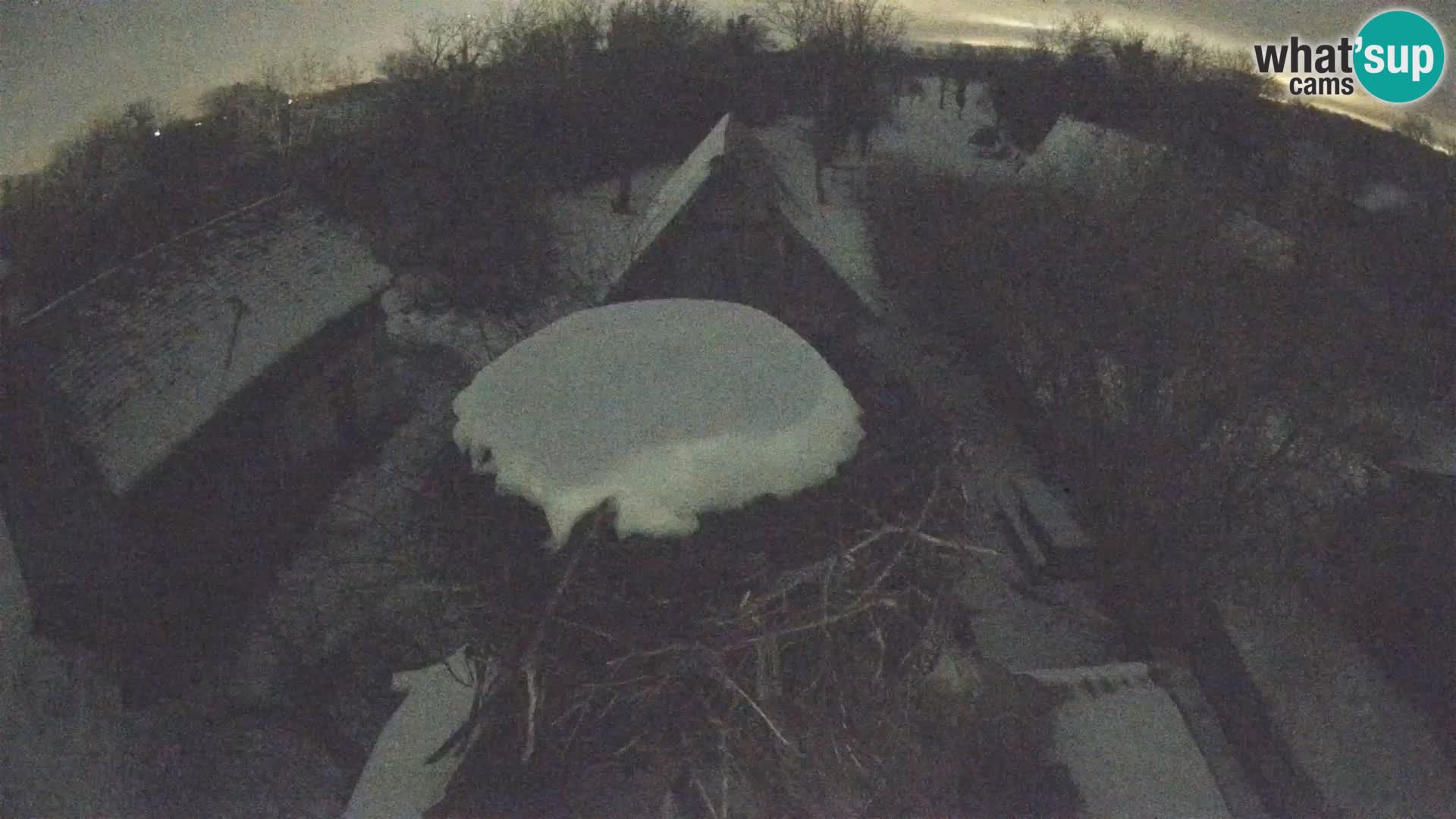 Pueblo europeo de cigüeñas camera en vivo Parque Natural Lonjsko polje