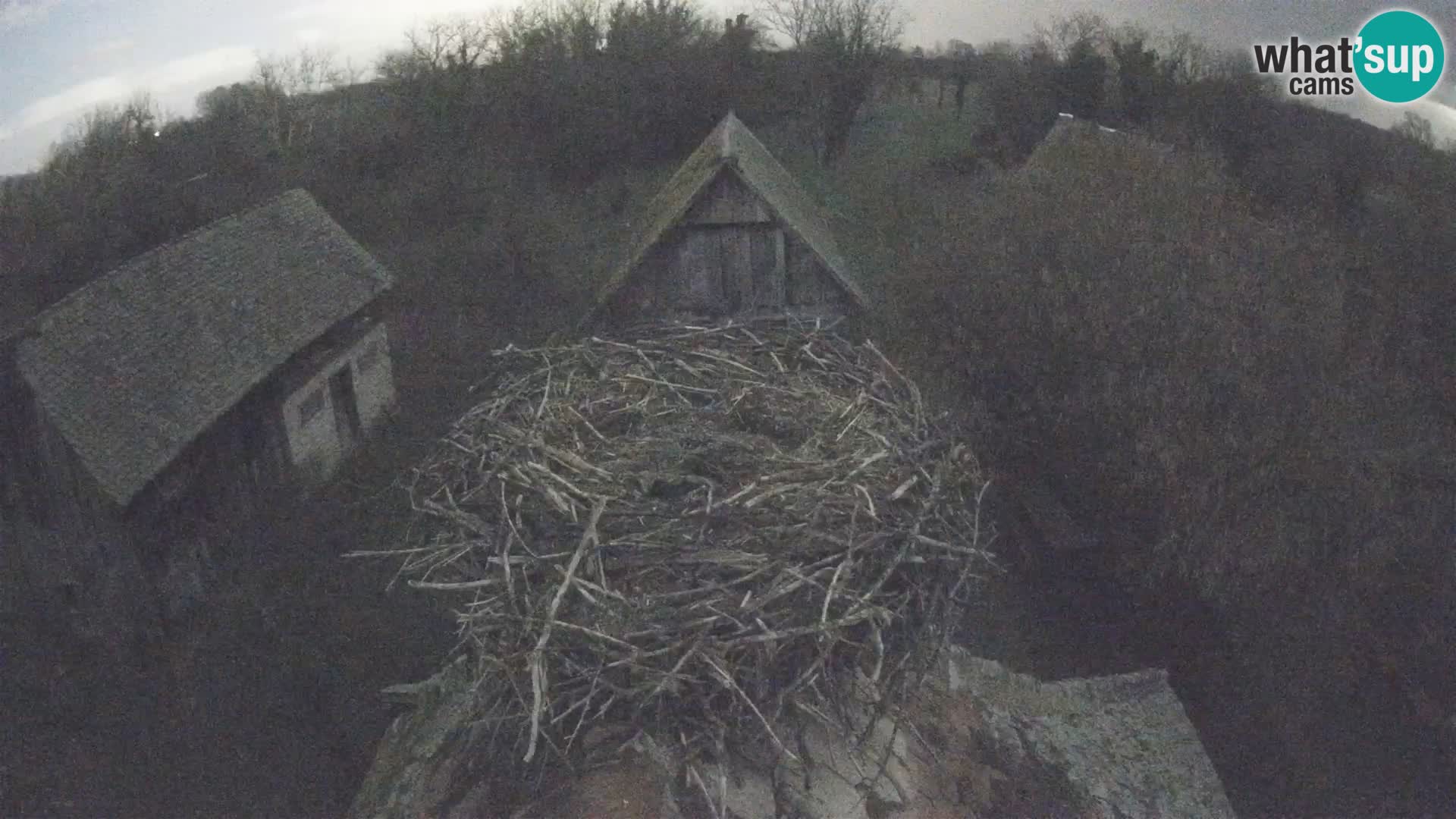 Village européen de cigognes webcam Parc naturel de Lonjsko polje