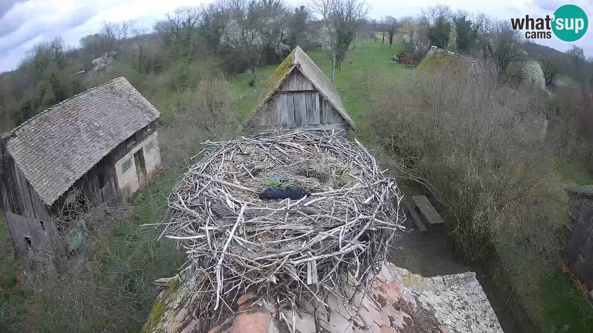 Villaggio delle cicogne europee webcam Parco naturale di Lonjsko polje