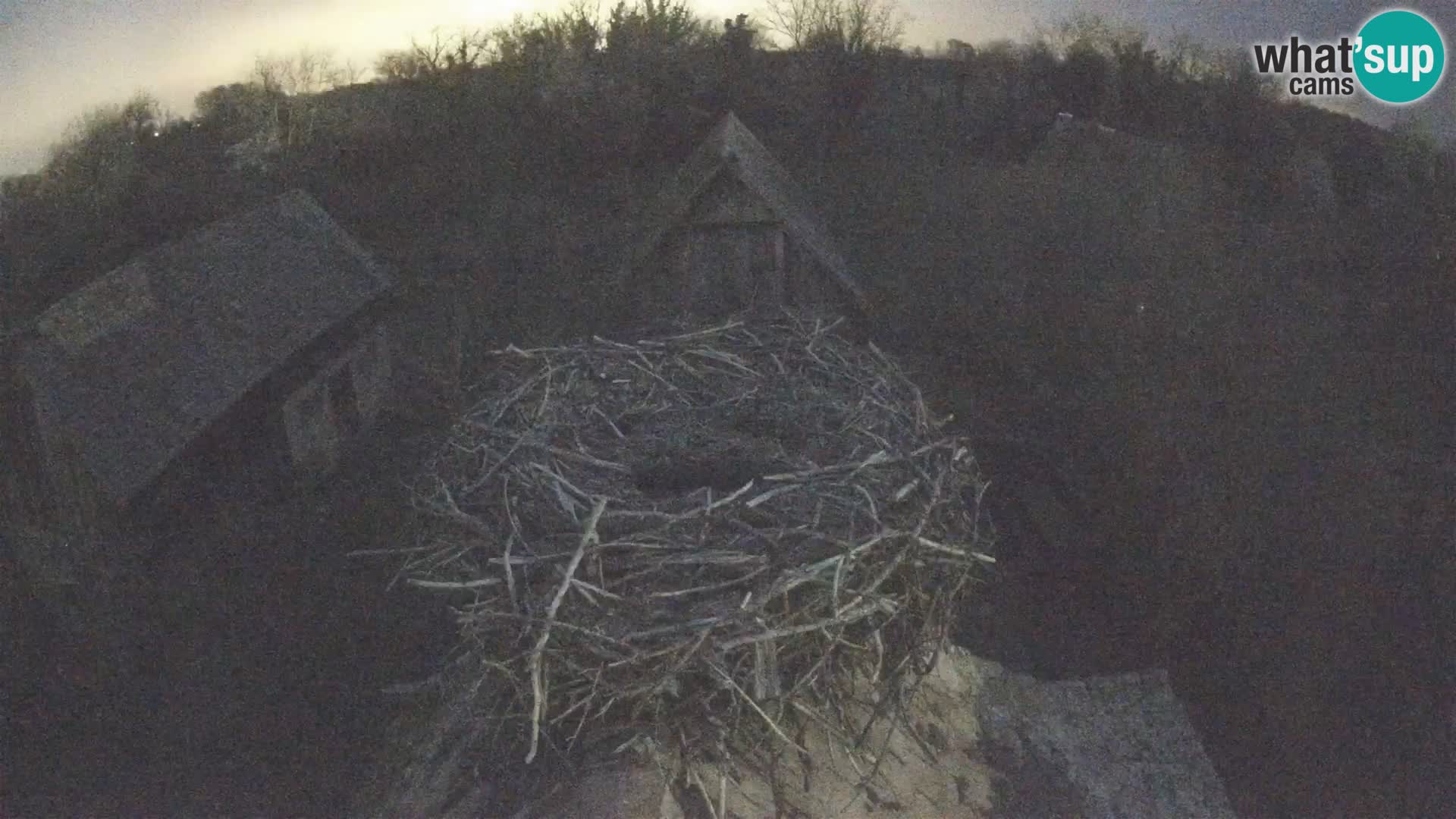 Village européen de cigognes webcam Parc naturel de Lonjsko polje