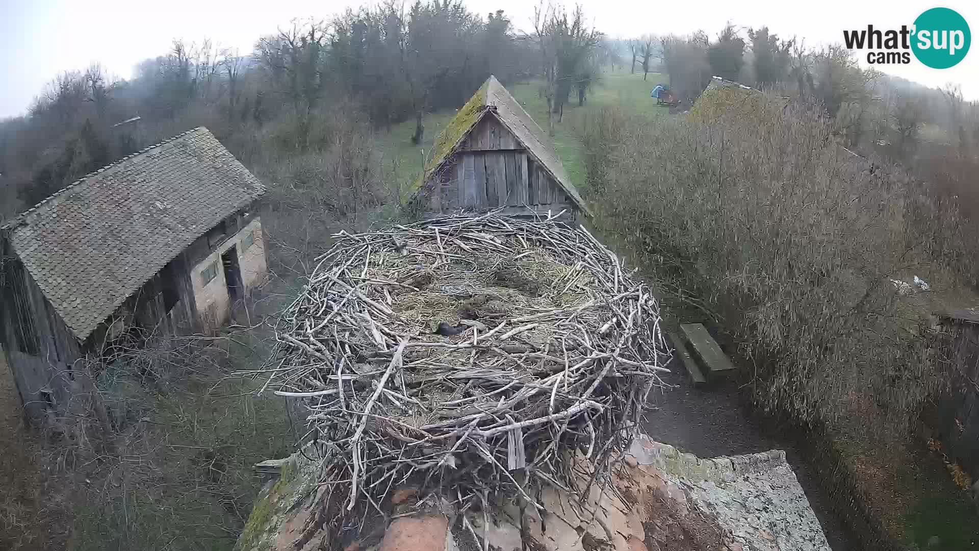 Village européen de cigognes webcam Parc naturel de Lonjsko polje
