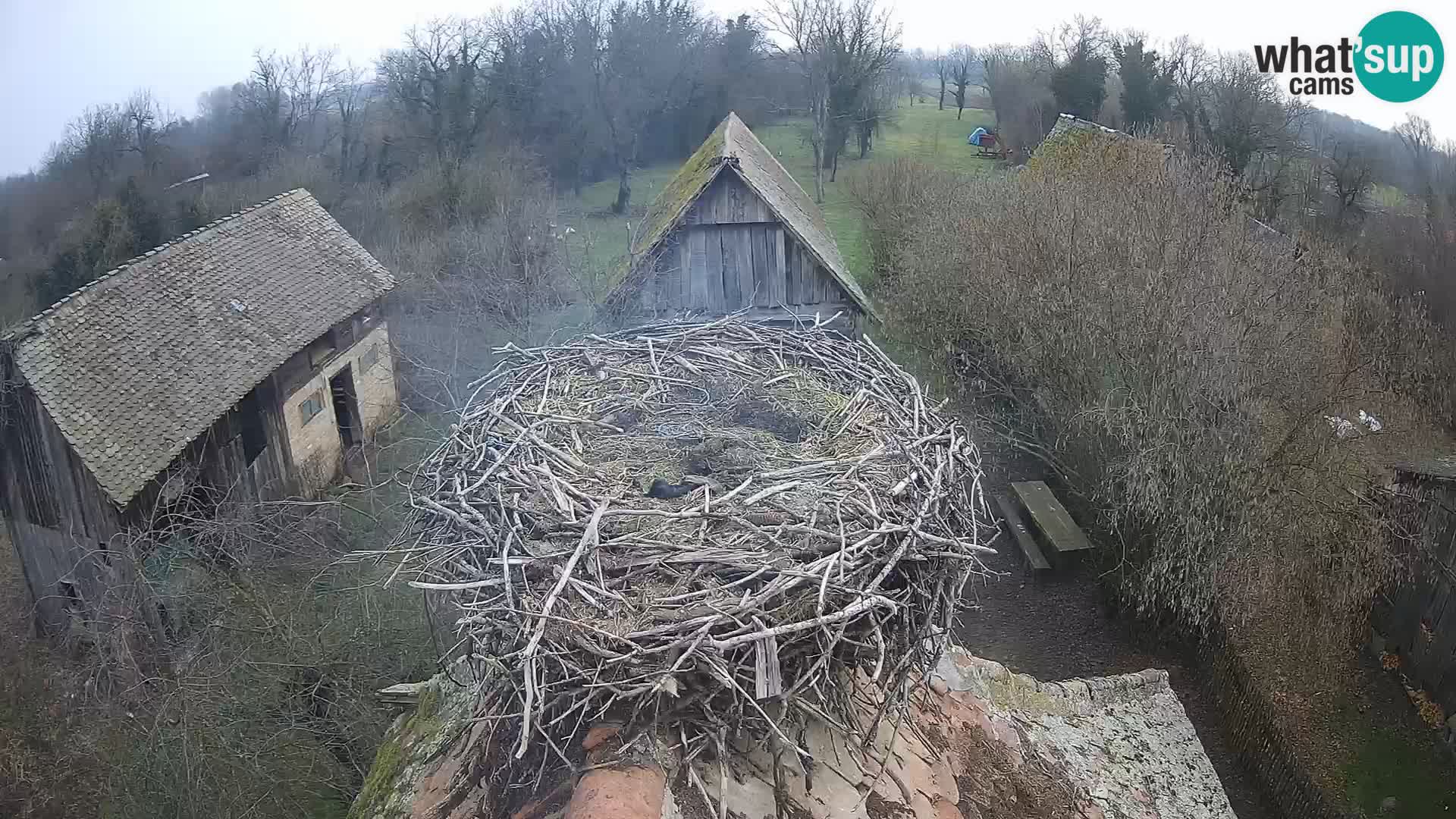 Village européen de cigognes webcam Parc naturel de Lonjsko polje