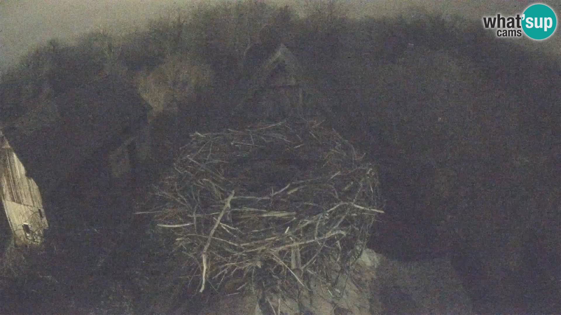 Villaggio delle cicogne europee webcam Parco naturale di Lonjsko polje