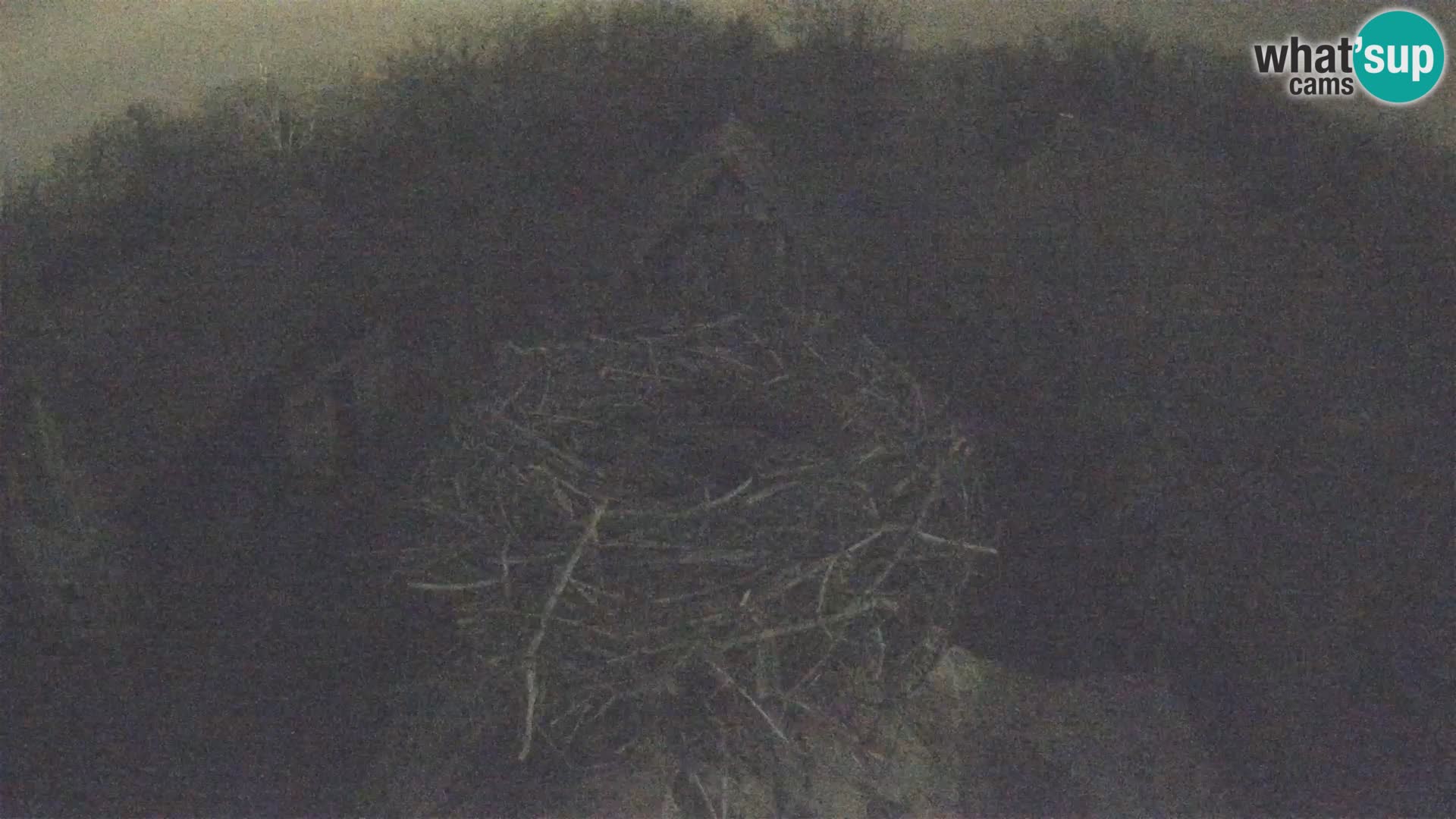 Evropska vas štorklje – Krajinski park Lonjsko polje spletna kamera