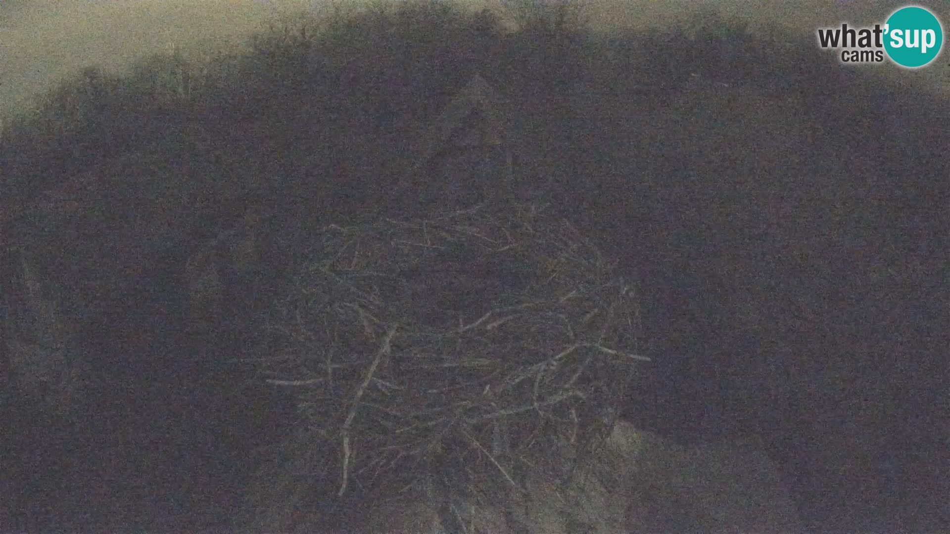 Villaggio delle cicogne europee webcam Parco naturale di Lonjsko polje