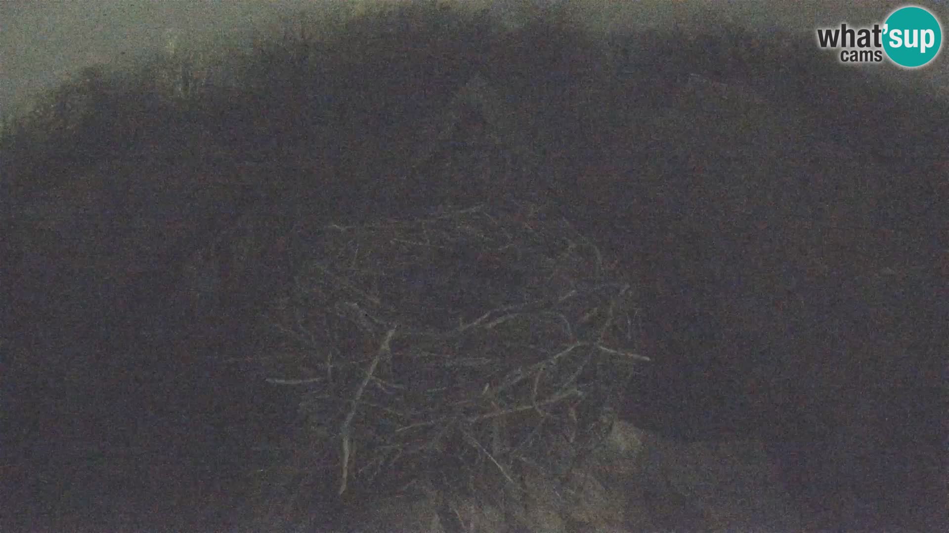 Village européen de cigognes webcam Parc naturel de Lonjsko polje