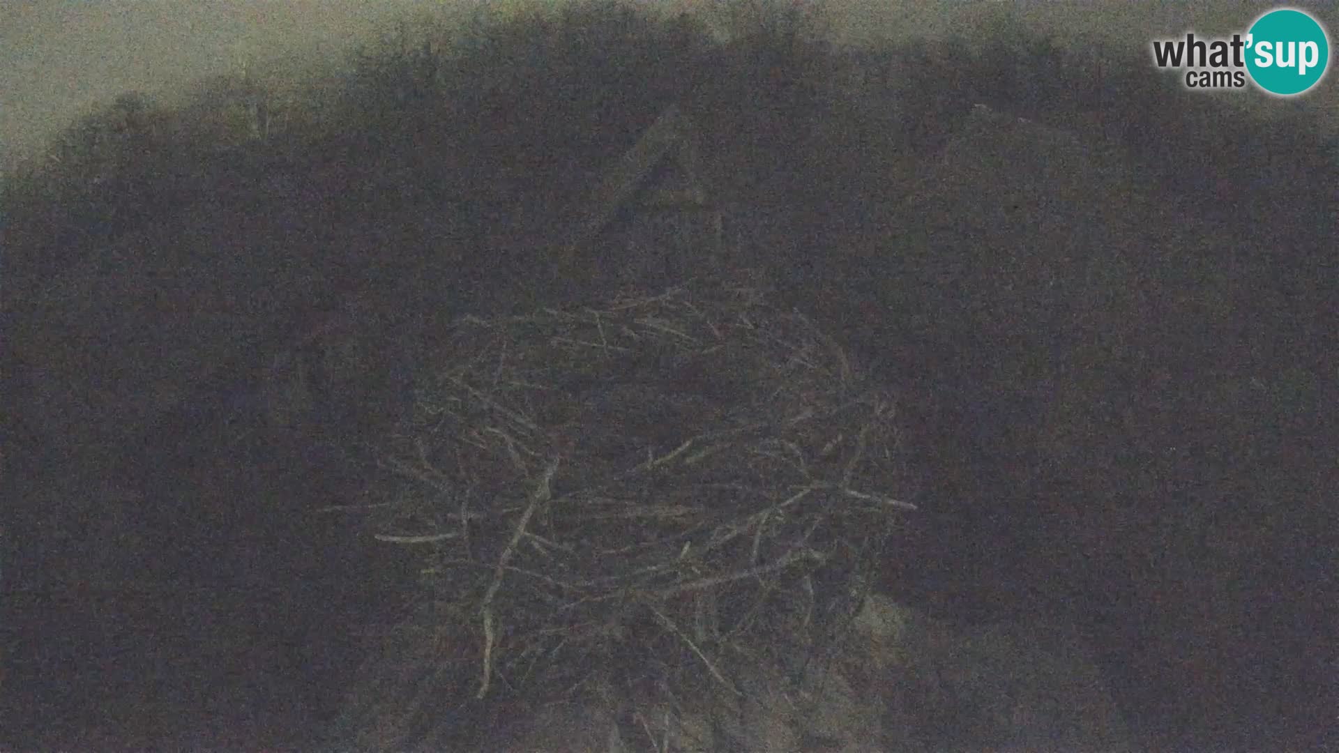 Pueblo europeo de cigüeñas camera en vivo Parque Natural Lonjsko polje