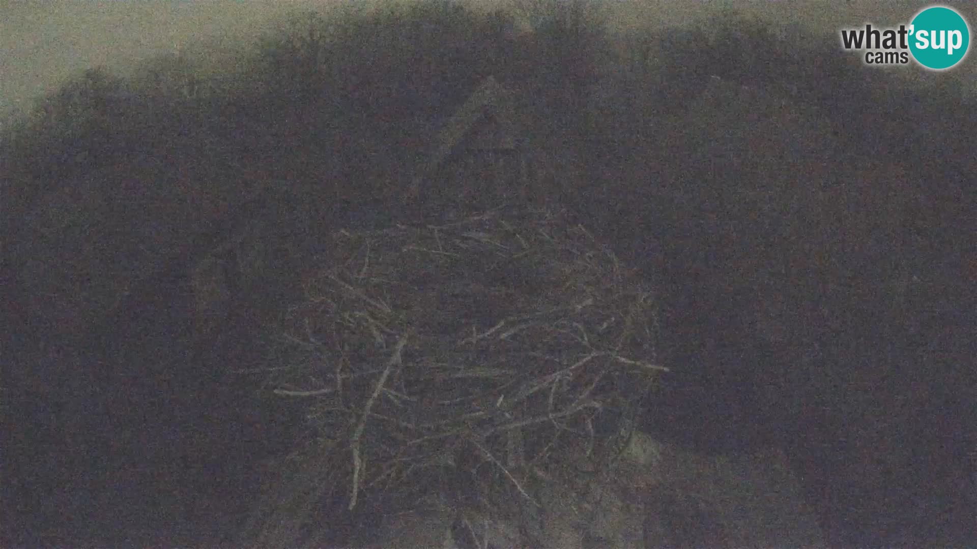 Pueblo europeo de cigüeñas camera en vivo Parque Natural Lonjsko polje