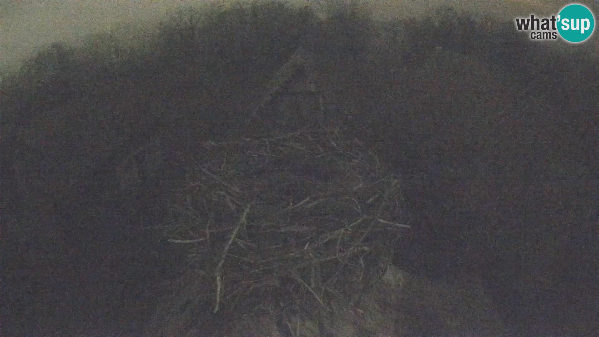 Pueblo europeo de cigüeñas camera en vivo Parque Natural Lonjsko polje