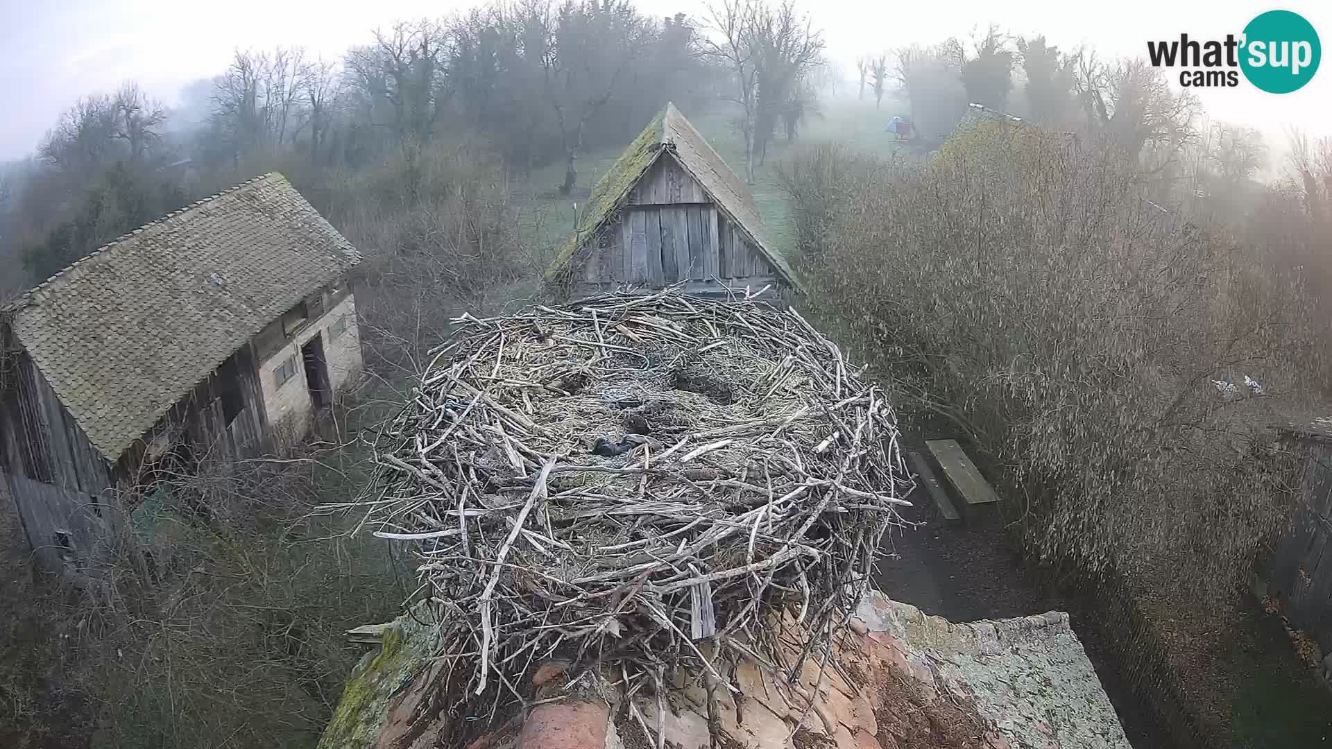 Village européen de cigognes webcam Parc naturel de Lonjsko polje