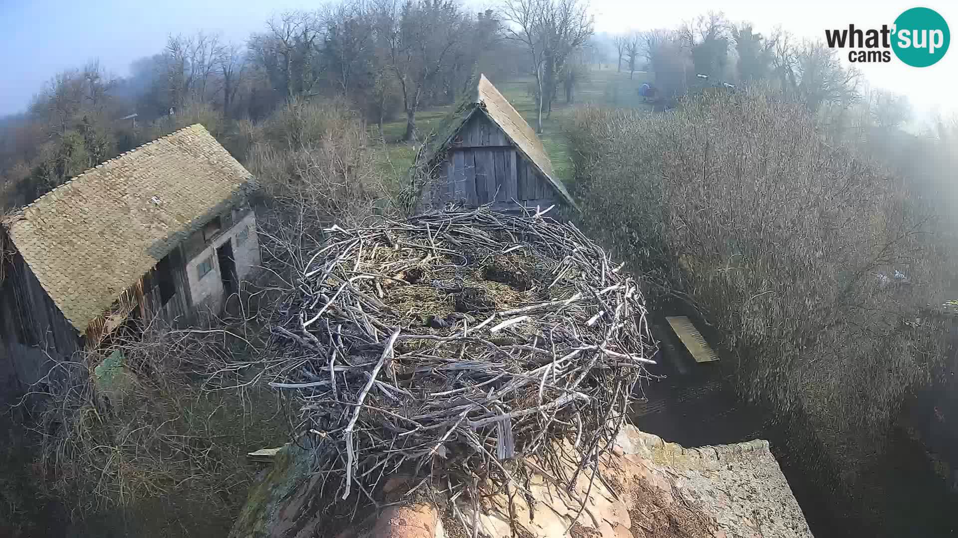 U živo Europsko selo roda – Park prirode Lonjsko polje