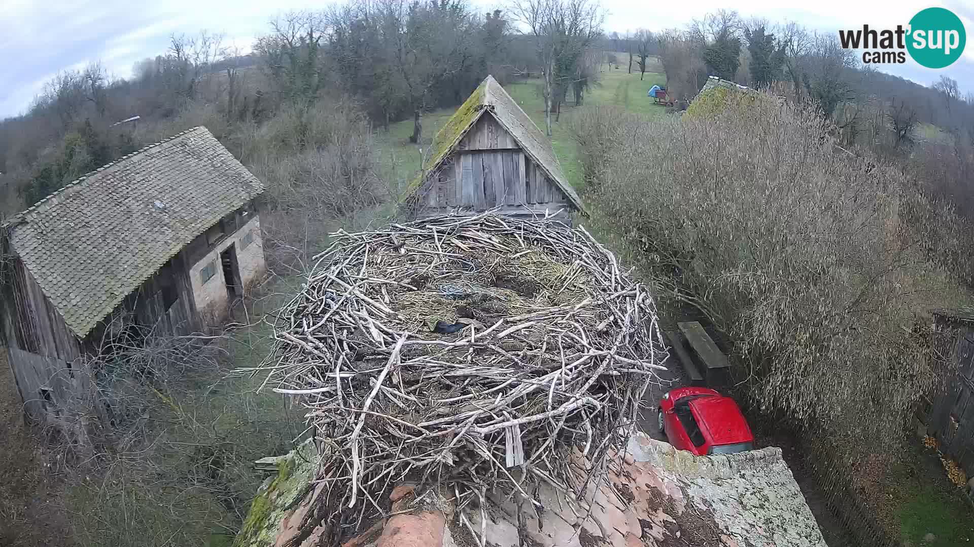 U živo Europsko selo roda – Park prirode Lonjsko polje