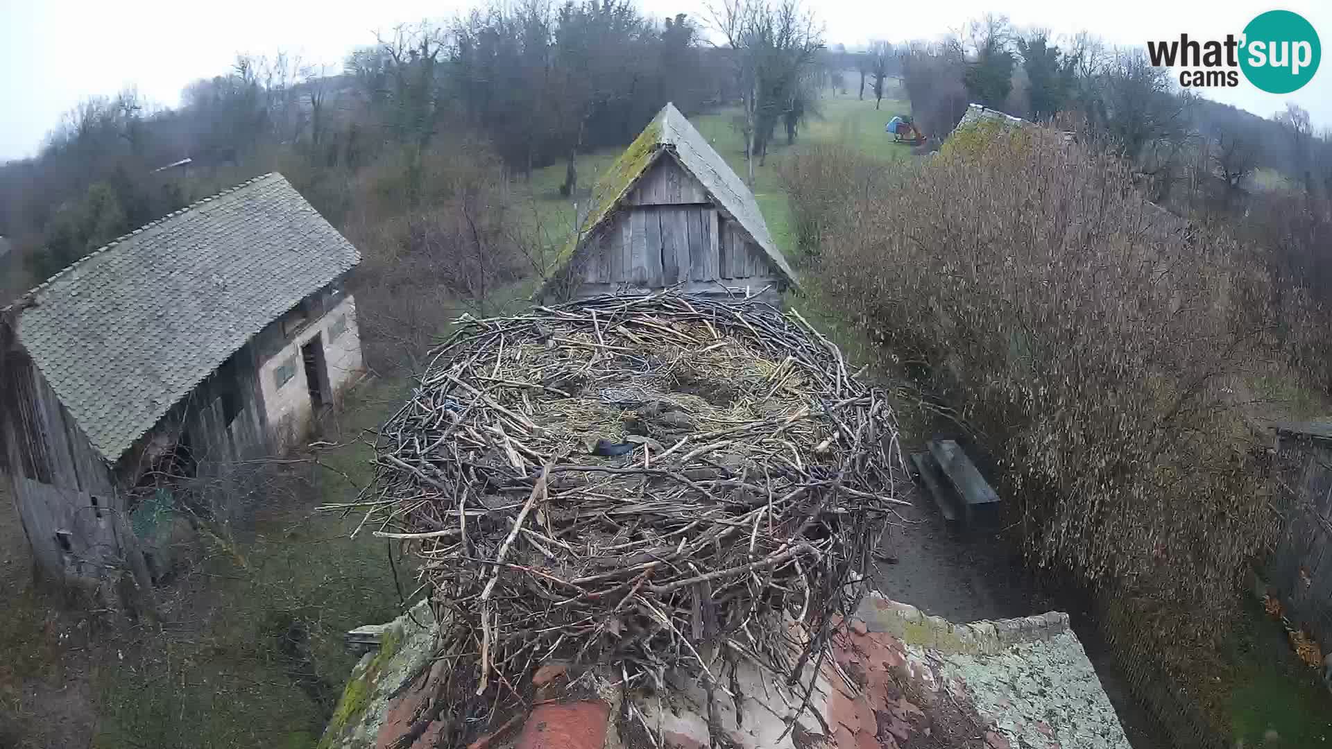 Webcam Europäisches Storchendorf – Naturpark Lonjsko polje