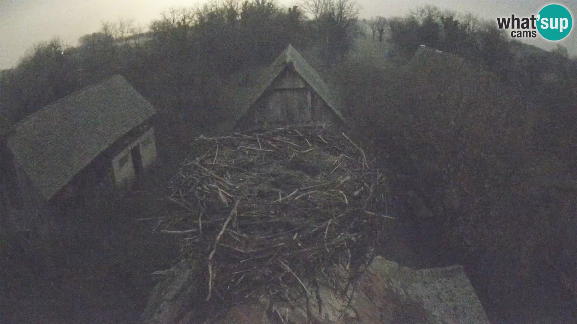 Webcam Europäisches Storchendorf – Naturpark Lonjsko polje