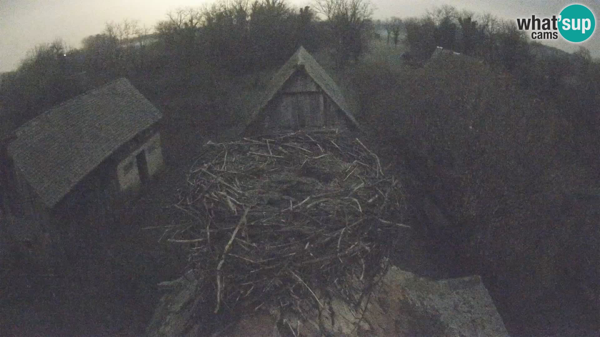 Pueblo europeo de cigüeñas camera en vivo Parque Natural Lonjsko polje