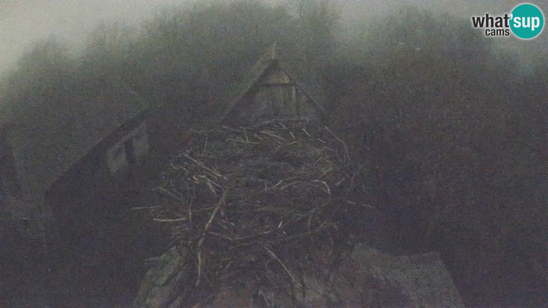 Villaggio delle cicogne europee webcam Parco naturale di Lonjsko polje