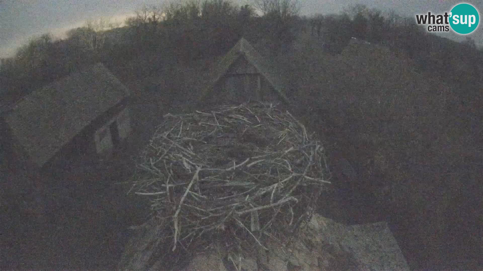 Village européen de cigognes webcam Parc naturel de Lonjsko polje